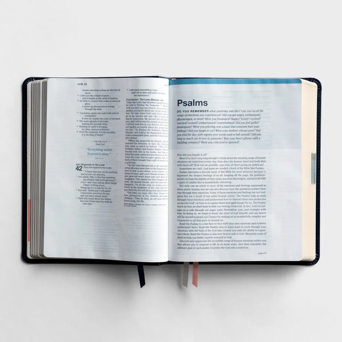 Daysprings NLT One Step Closer Bible